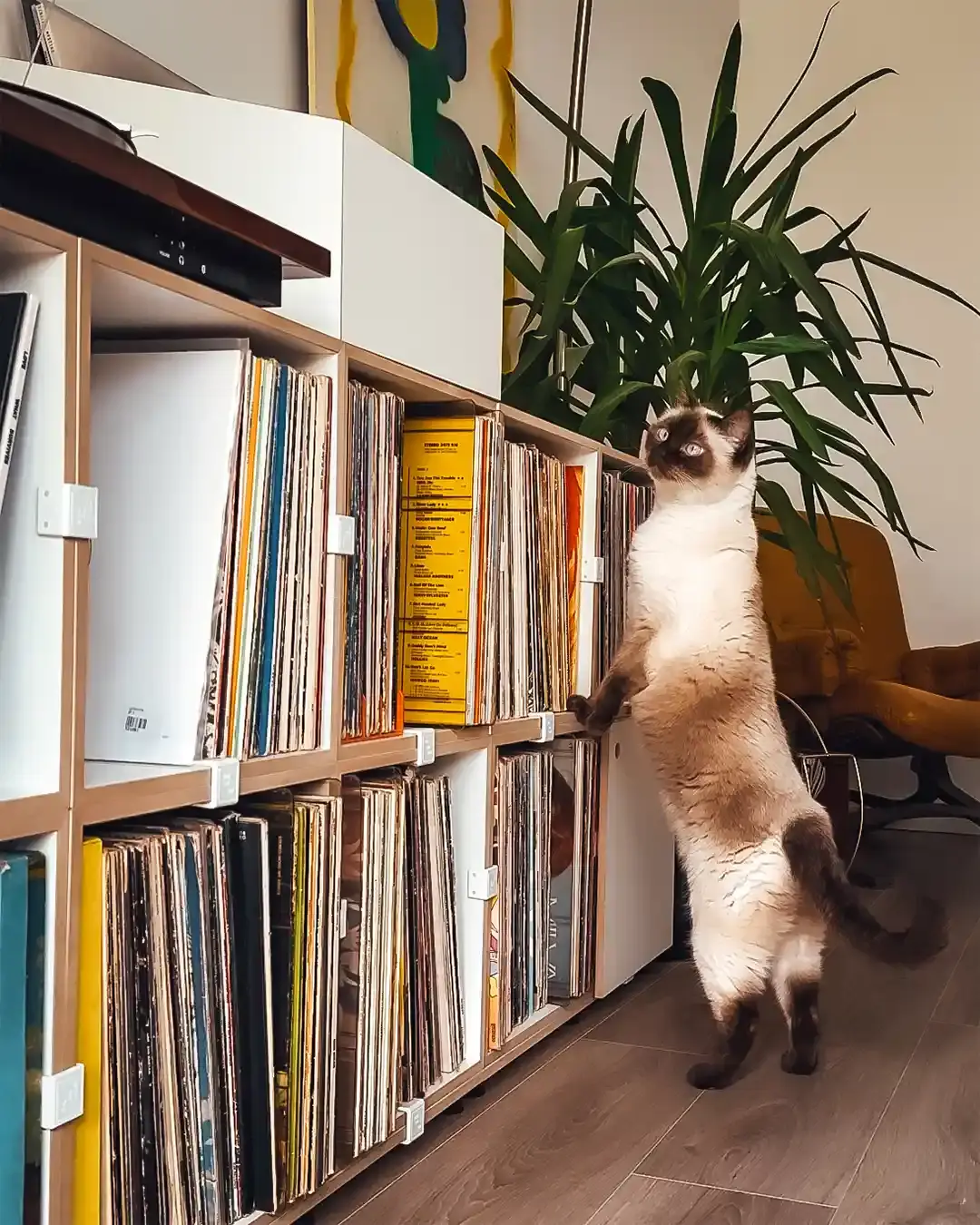 LP-Regal mit weißen Kunststoffklammern Koop, Schallplattenregale, LP-Box, Russischraclette, Kunststoffklammer, Siamkatze, Katze, 4x5, 30