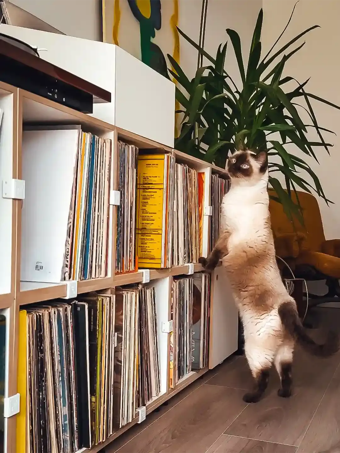 LP-Regal mit weißen Kunststoffklammern Koop, Schallplattenregale, LP-Box, Russischraclette, Kunststoffklammer, Siamkatze, Katze, 4x5, 1080, 15