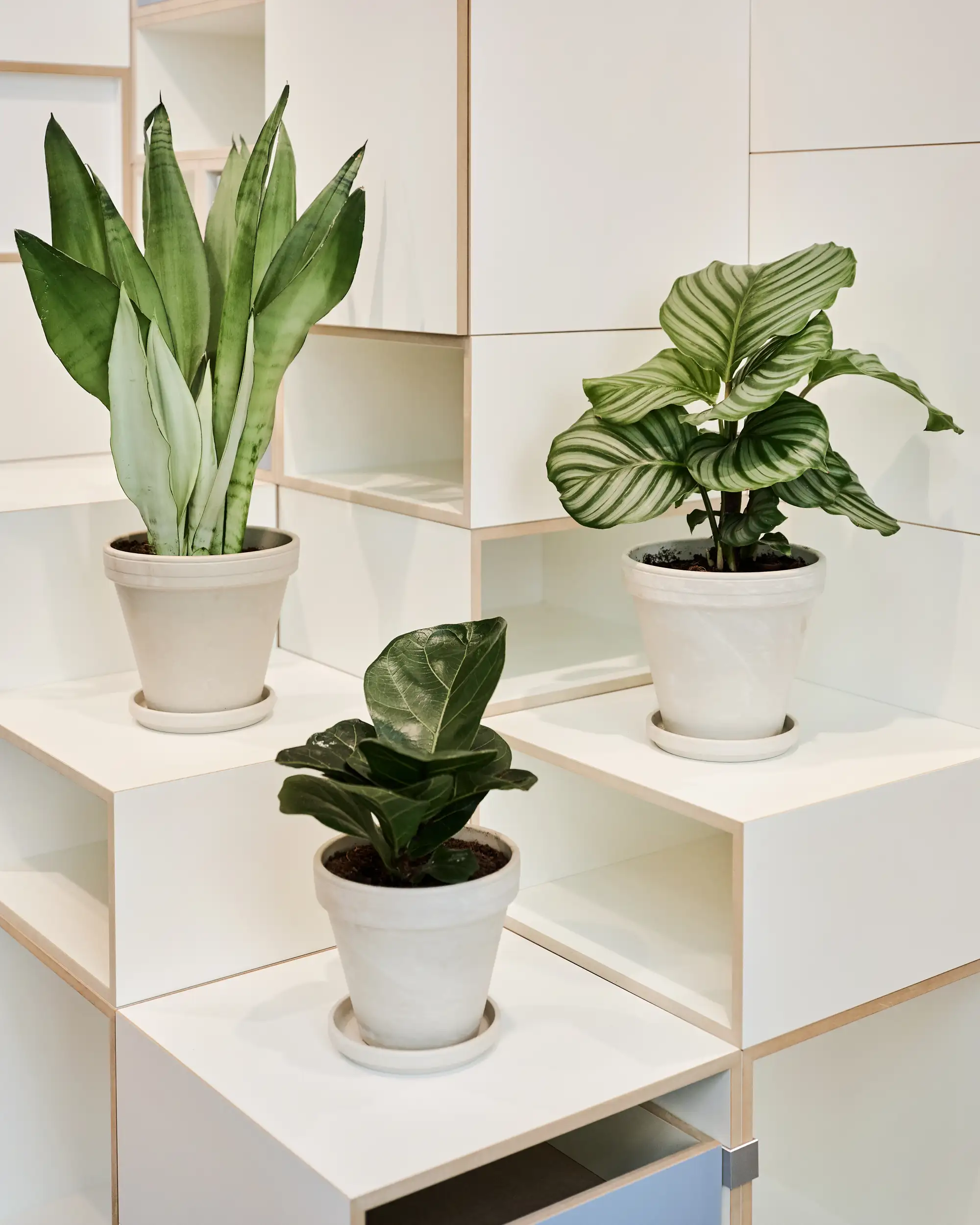 Zimmerpflanzen Blog, Pop-up, Kreuzberg, Berlin