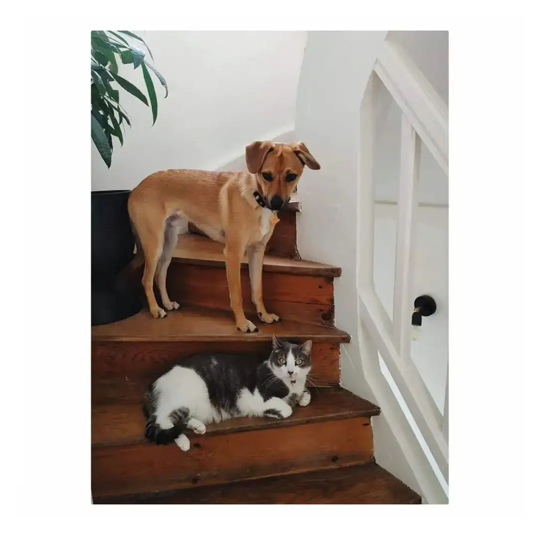 Koop, Blog, Gimme Shelter, Jessica, Schallplattenregal