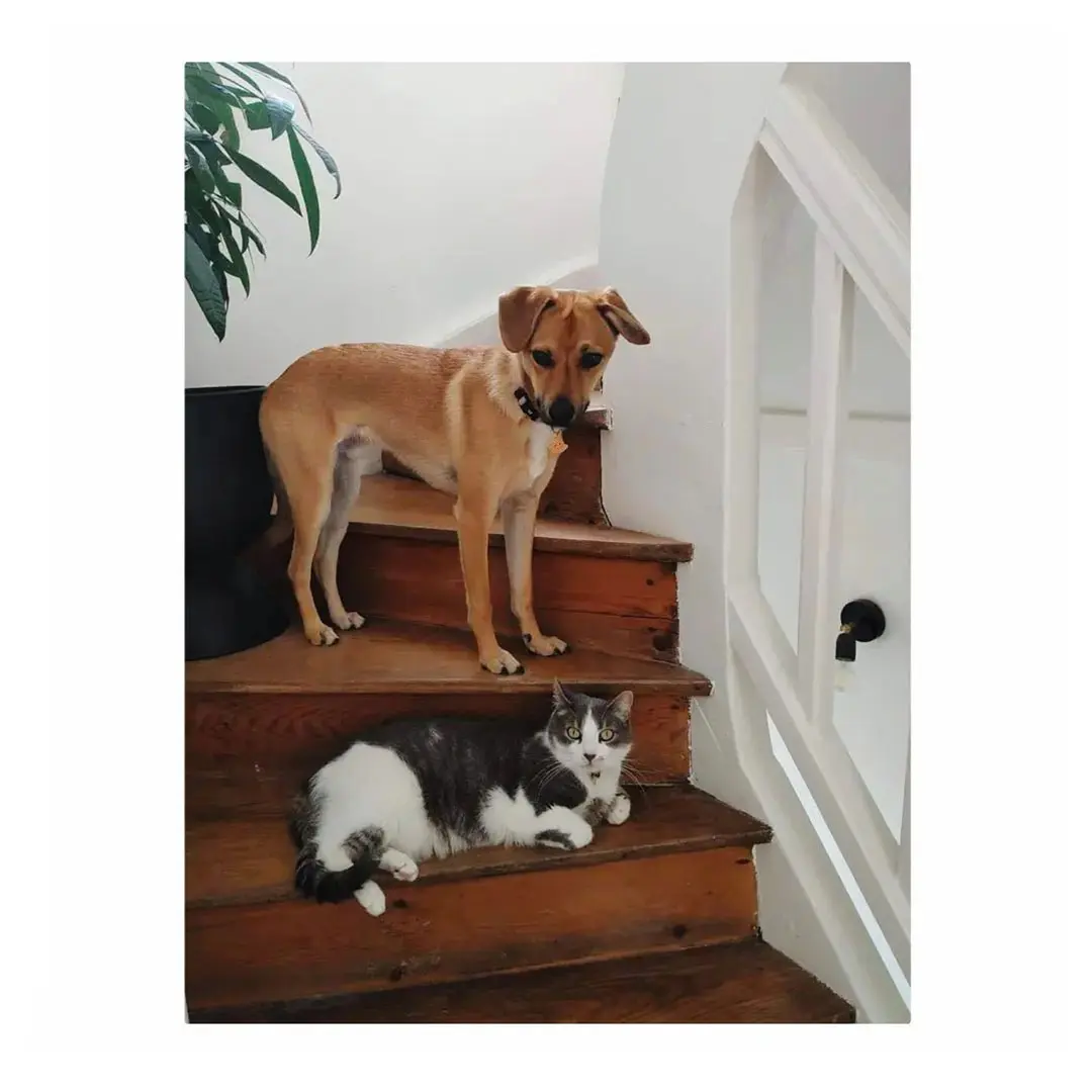 Jessica Instagram Koop, Blog, Gimme Shelter, Jessica, Schallplattenregal