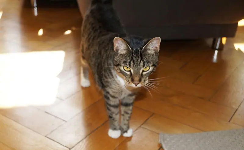 Blog, Katzenregal