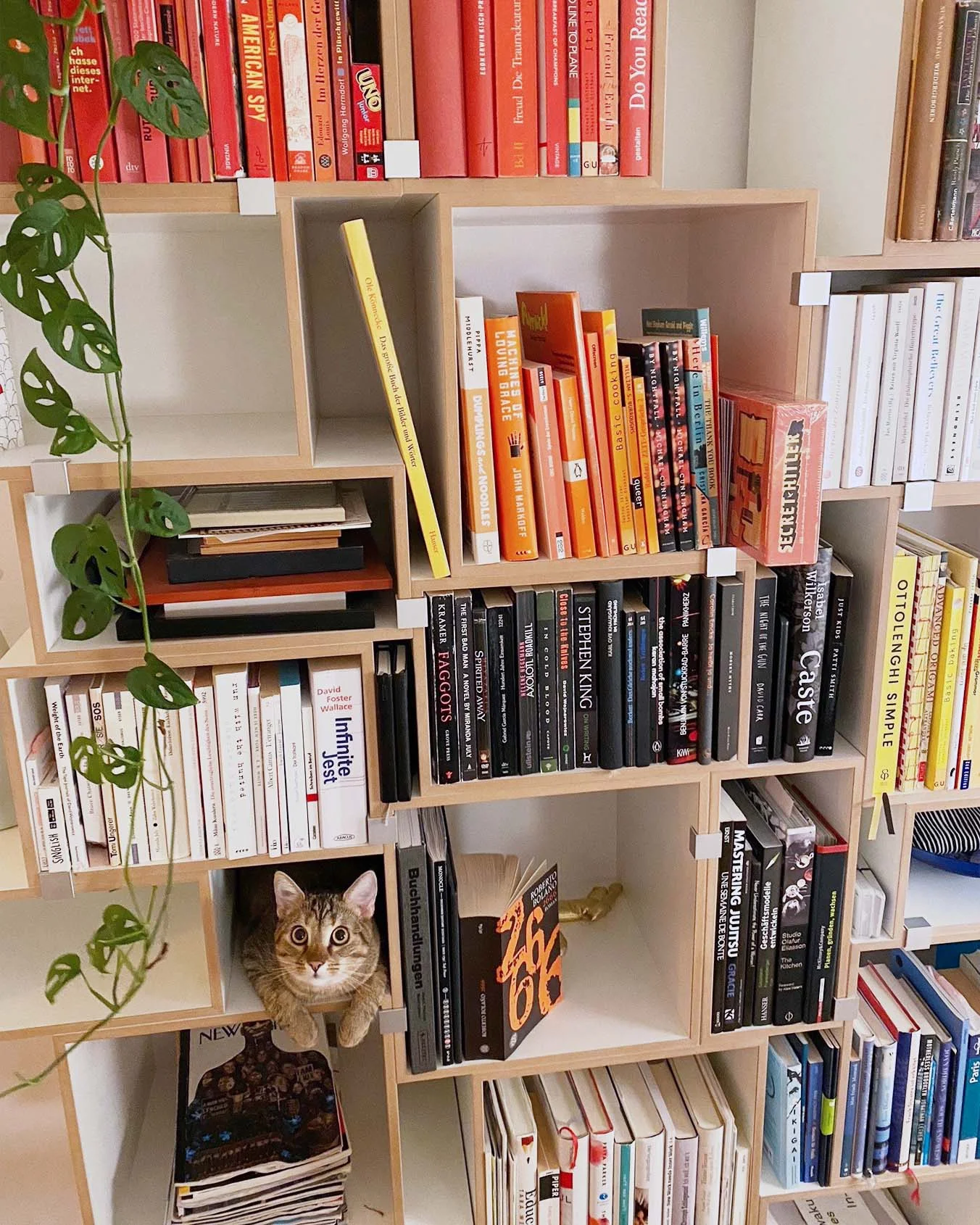 Kundenbilder, Bücheregale, Katze